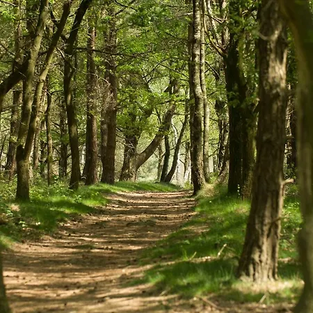 Benb-hollandsingel * Валвейк
