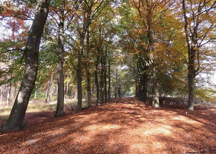 Benb-hollandsingel *