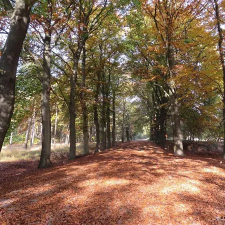 Benb-hollandsingel *